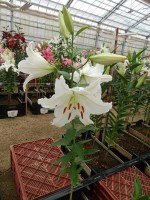 [4414 PO14 Kohinoor No01.JPG]